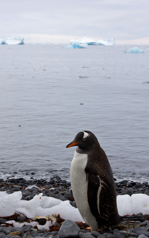 Gentoo Penguin On Beach